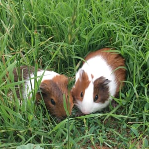 Picture of Nala and Bailey