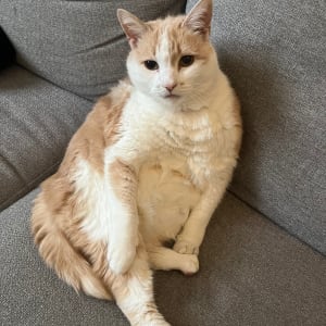 Picture of Bella