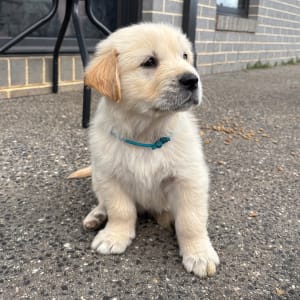 Picture of Beau