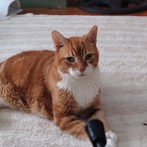 Picture of Frankie