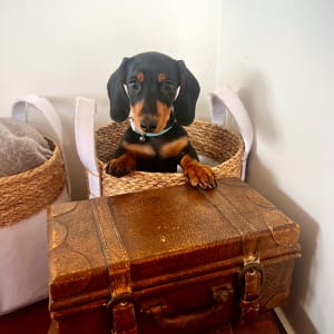 Picture of Arlo