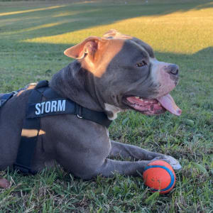 Picture of Storm