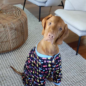 Picture of Louie
