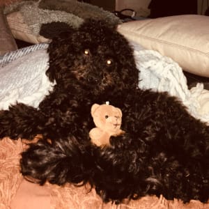 Picture of Barry