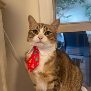 Picture of Emerson