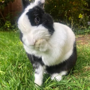 Picture of Pixie