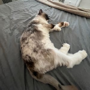 Picture of Monty