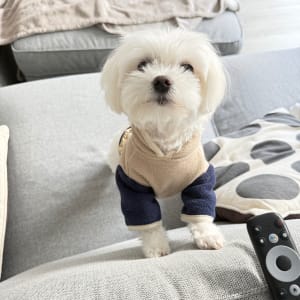 Picture of Niu Niu