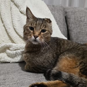 Picture of Hiro Nakamura