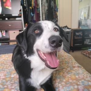 Picture of Archer