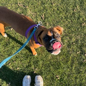 Picture of Luna