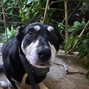 Picture of Luna