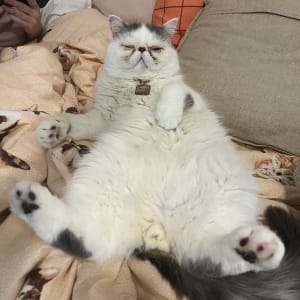 Picture of Ravioli