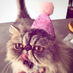 Picture of Pancake