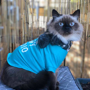 Picture of Onyx