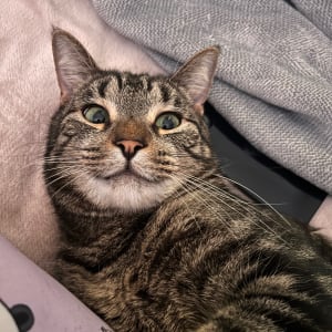 Picture of Barney