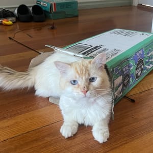 Picture of Mungo