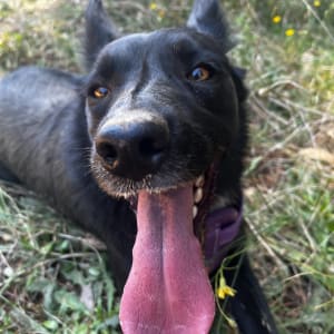 Picture of Lila