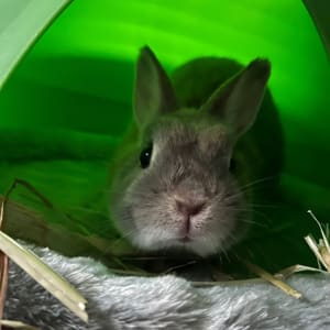 Picture of Biscuit