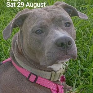Picture of Nova