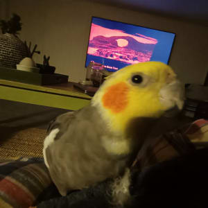 Picture of Patroclus