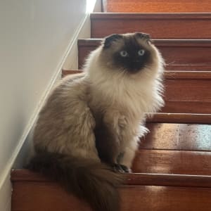 Picture of Leo