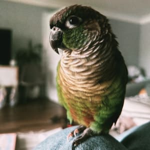 Picture of kiwi