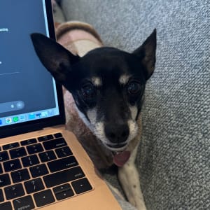 Picture of Akira