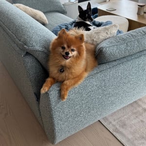 Picture of Pancho