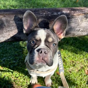 Picture of Banjo