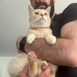 Picture of Mochi