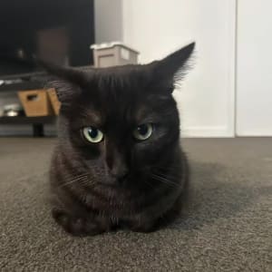 Picture of MoonPie
