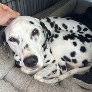 Picture of Ruby