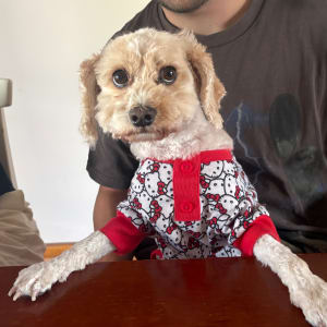 Picture of mimi