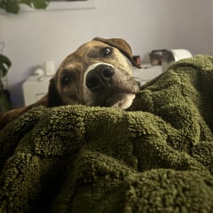 Picture of Enzo