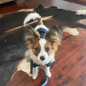 Picture of Hero