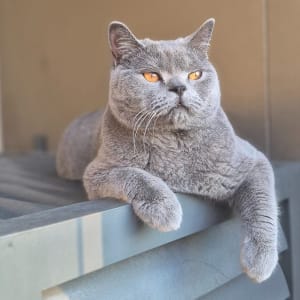 Picture of Goose