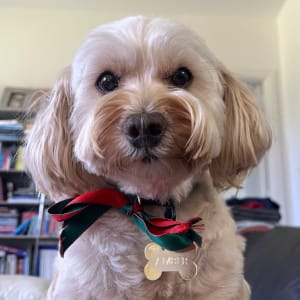 Picture of Amber