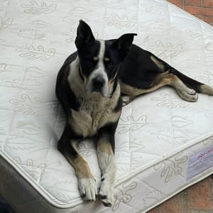 Picture of Dutch