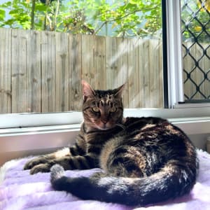 Picture of Tora (Beanie gal)