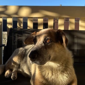 Picture of Ruby