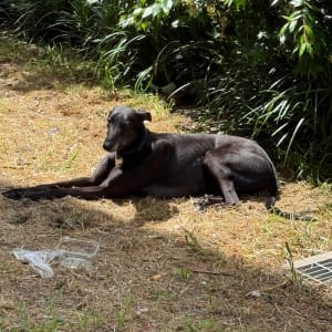 Picture of Colin