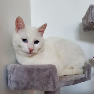 Picture of Jaspie