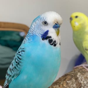 Picture of Fruitloop