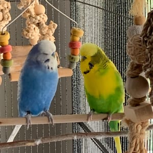 Picture of Calvin and Hobbes