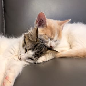 Picture of Felix cooper