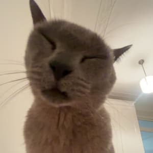 Picture of Skittles