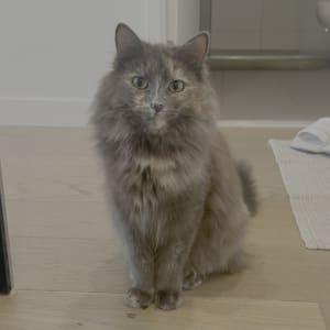 Picture of Freya