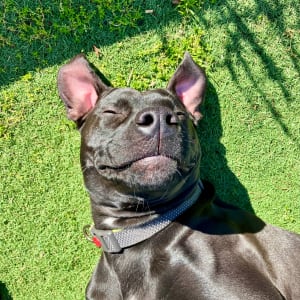 Picture of Cooper