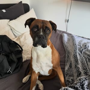 Picture of Bindi Lobato